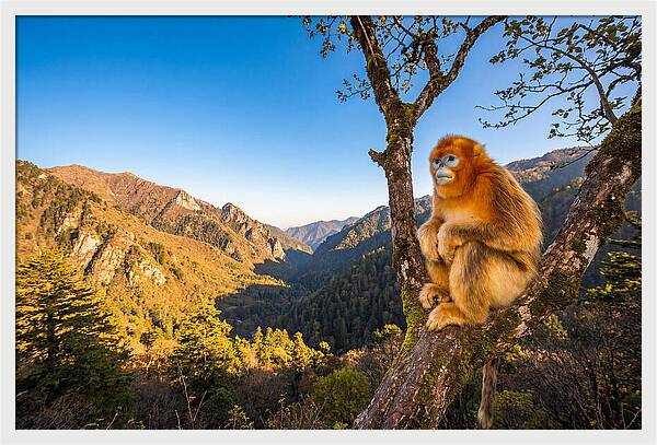 Majestic Golden Monkey Gaze
