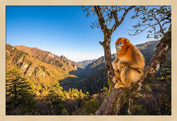 Majestic Golden Monkey Gaze
