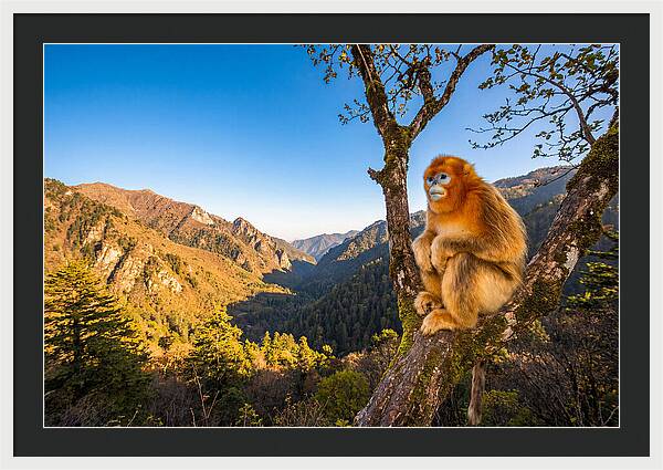 Majestic Golden Monkey Gaze