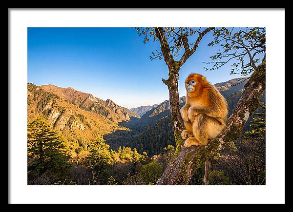 Majestic Golden Monkey Gaze