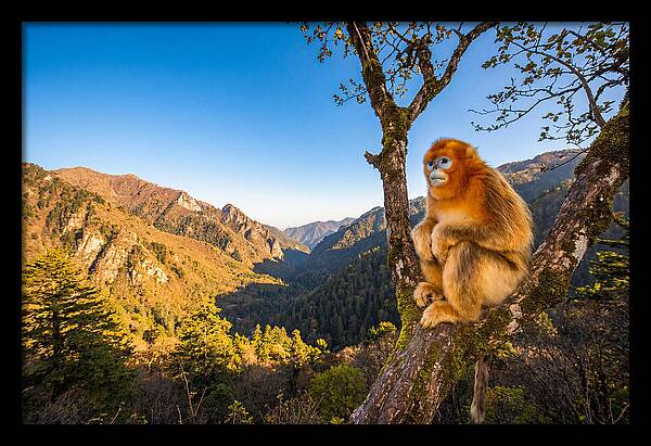 Majestic Golden Monkey Gaze