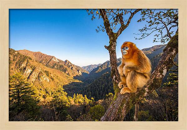 Majestic Golden Monkey Gaze