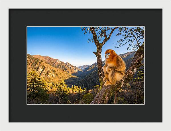 Majestic Golden Monkey Gaze