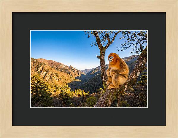 Majestic Golden Monkey Gaze