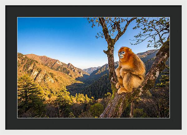 Majestic Golden Monkey Gaze