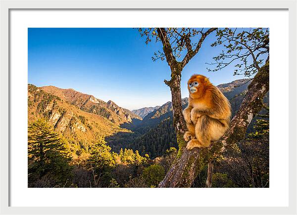 Majestic Golden Monkey Gaze