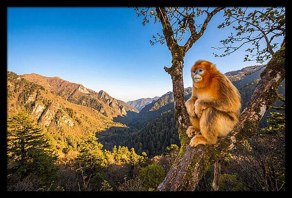 Majestic Golden Monkey Gaze