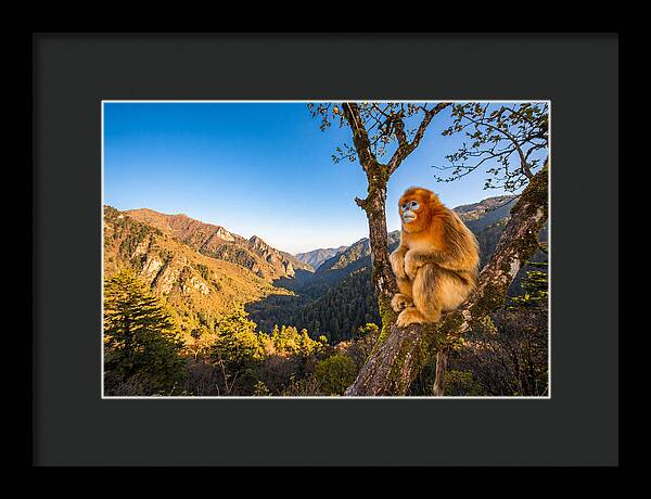 Majestic Golden Monkey Gaze