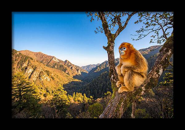 Majestic Golden Monkey Gaze