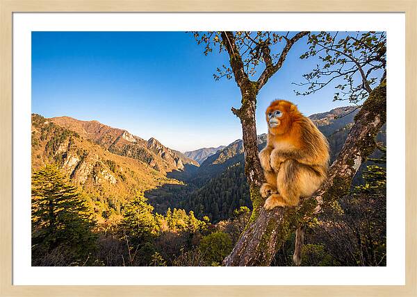 Majestic Golden Monkey Gaze