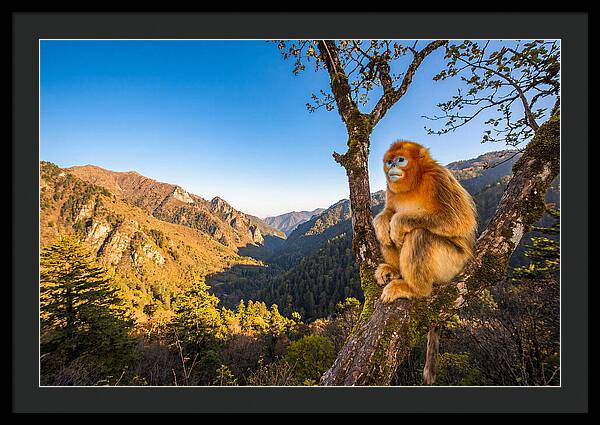 Majestic Golden Monkey Gaze