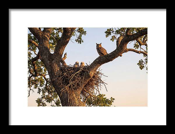 Majestic Great Horned Owls