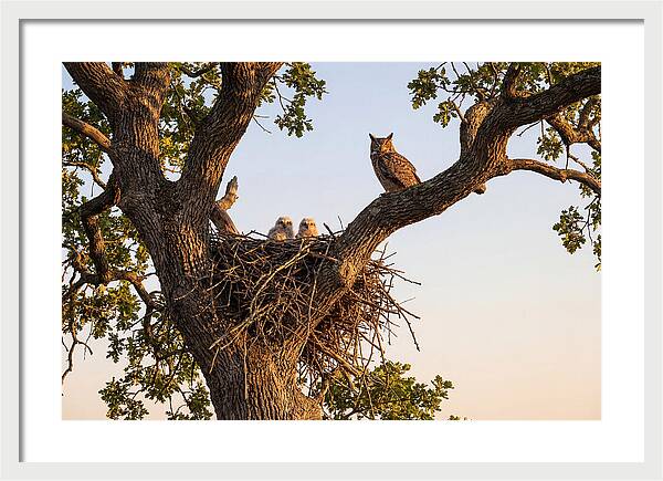 Majestic Great Horned Owls