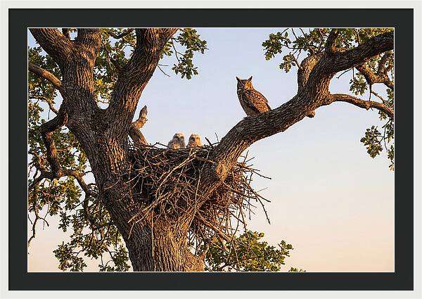 Majestic Great Horned Owls