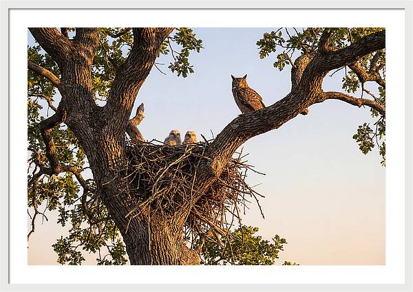Majestic Great Horned Owls