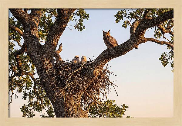 Majestic Great Horned Owls