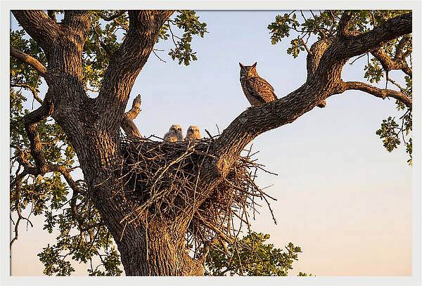 Majestic Great Horned Owls