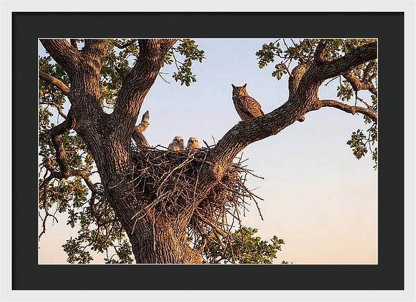 Majestic Great Horned Owls