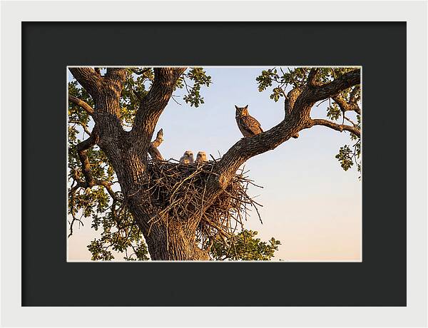 Majestic Great Horned Owls