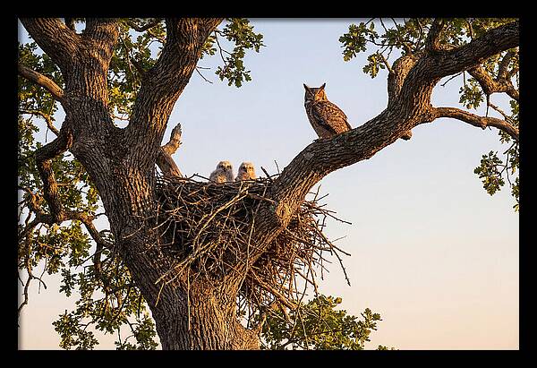 Majestic Great Horned Owls