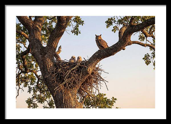 Majestic Great Horned Owls