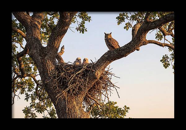 Majestic Great Horned Owls