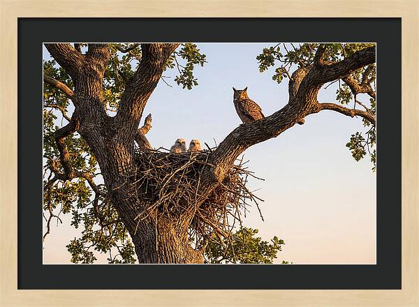 Majestic Great Horned Owls