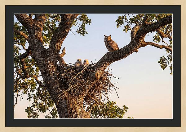 Majestic Great Horned Owls