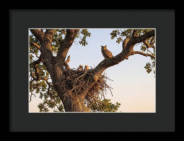 Majestic Great Horned Owls