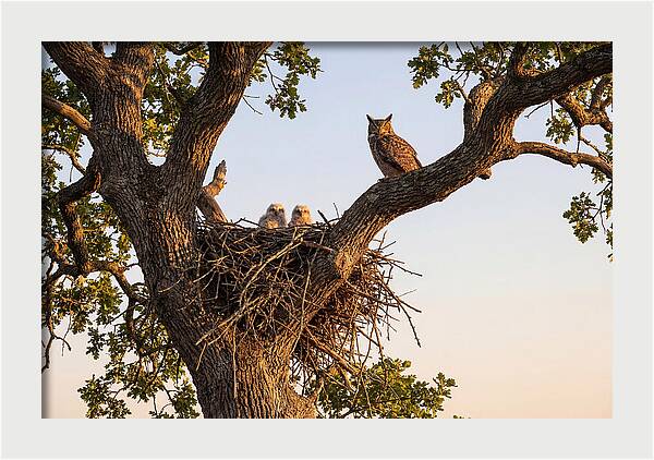 Majestic Great Horned Owls