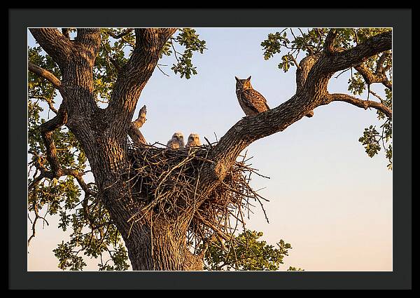 Majestic Great Horned Owls