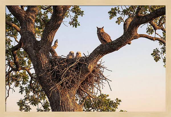 Majestic Great Horned Owls