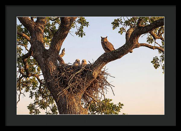 Majestic Great Horned Owls