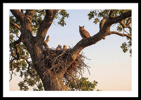 Majestic Great Horned Owls
