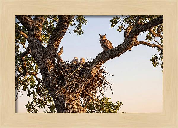 Majestic Great Horned Owls