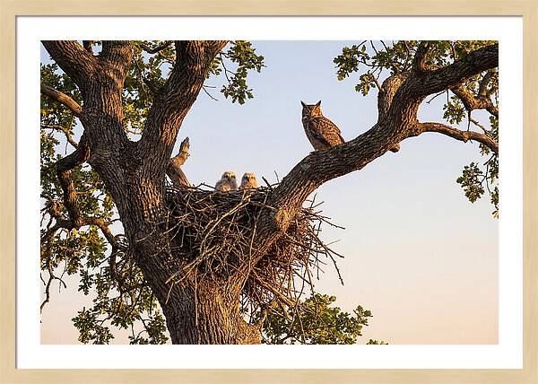 Majestic Great Horned Owls