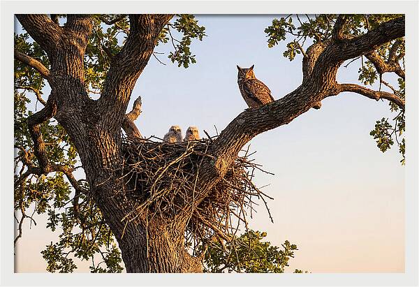 Majestic Great Horned Owls