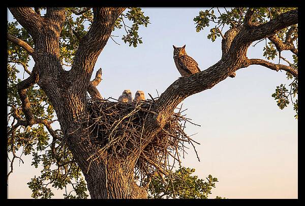 Majestic Great Horned Owls