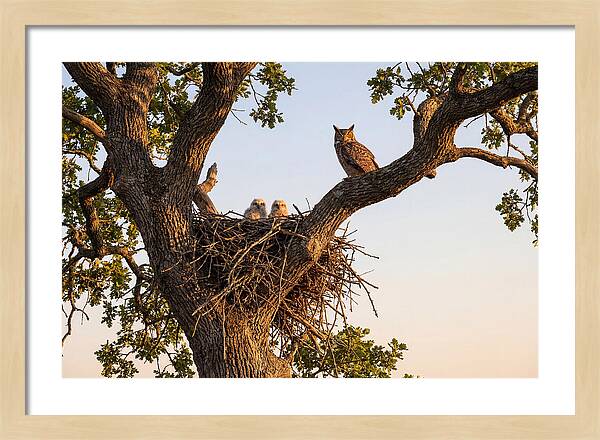 Majestic Great Horned Owls