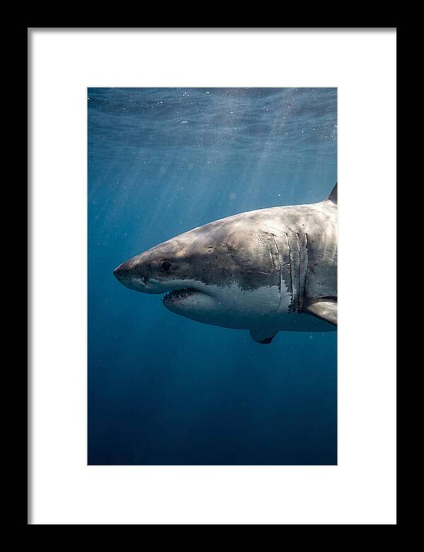 Majestic Great White Encounter