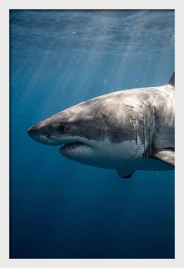 Majestic Great White Encounter