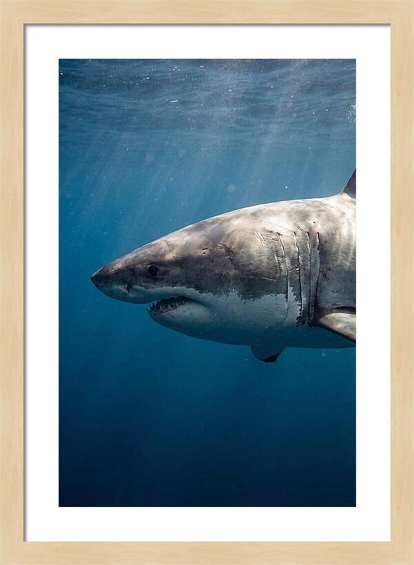 Majestic Great White Encounter