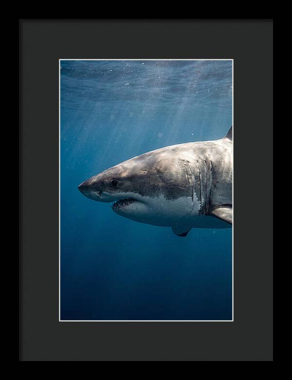 Majestic Great White Encounter