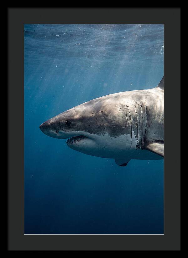Majestic Great White Encounter