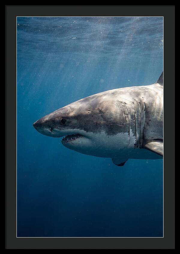 Majestic Great White Encounter