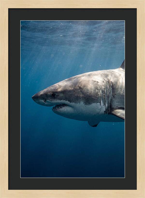 Majestic Great White Encounter