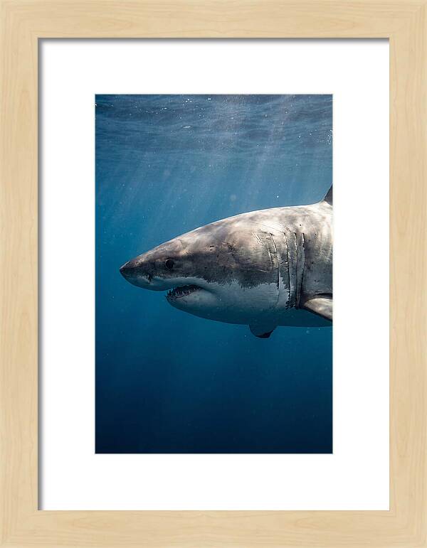 Majestic Great White Encounter