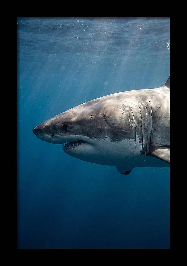 Majestic Great White Encounter
