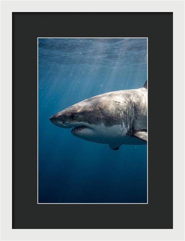 Majestic Great White Encounter