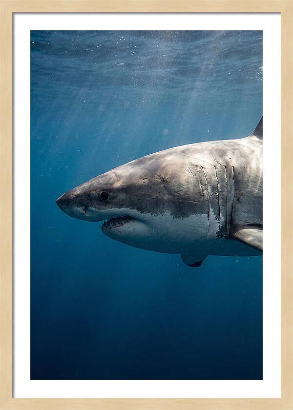 Majestic Great White Encounter